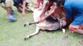 গরুর দুই পায়ের লাতি