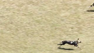Wild dogs failed to get damage