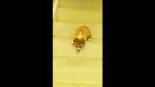 Videos of dogs falling down stairs
