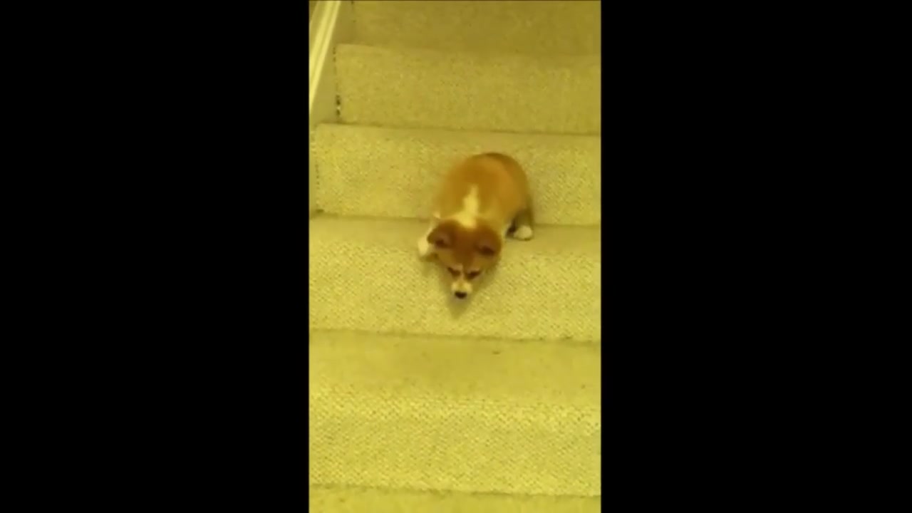 Videos of dogs falling down stairs by captainbach on Febspot