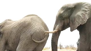 A male elephant in lust invites a female elephant to mate