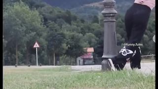 Most funny videos