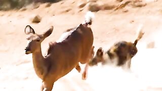 Lucky buffalo