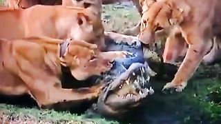 Predator on Prey