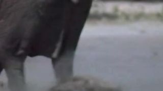 Heyna targets the elephant calf