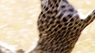 The leopard pounced on the bird