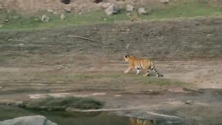 Tragic...A Tiger Lost Its Life Unjustly While Confronting an Indian Sharp-Horned Buffalo. Tiger vs Gaurs.