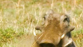The Pig avoids the Lion