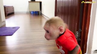 monkey