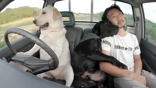 The dog replaces his owner who is tired of driving the car