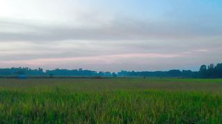 Beautiful paddy field