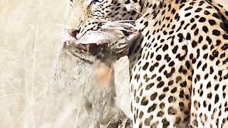 The leopard pounced on the jungle cat