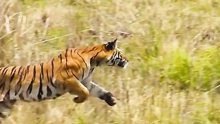 two tigers fighting