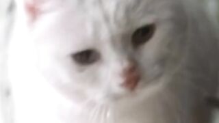 White cat amazing mood