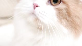 Beautiful animal Cat