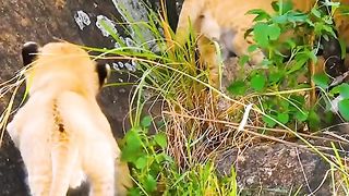 The mother lion told her children to enter the cave, it was dangerous because there was a male lion