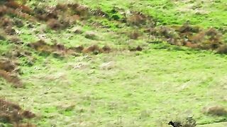 Kangaroo chased by dog