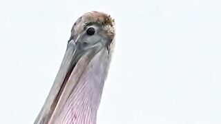 birds eat big fish