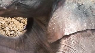 elephant calf falls in the river