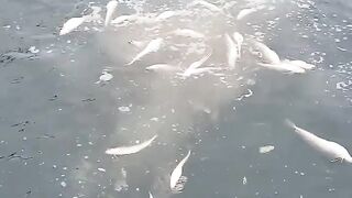 hey beautiful video fishing