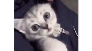 cute cat / short video