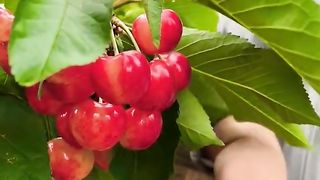 Farming Cherries Fruit Harvesting ❤️????????????