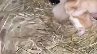 A chicken stealing kittens. ????