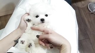 A baby mini Bichon frise grooming