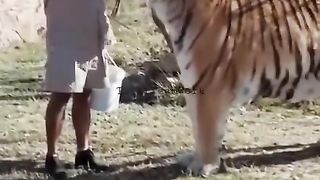 The Siberian Tiger. The largest cat in the world.