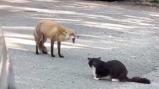 Fox vs cat