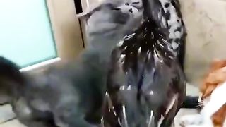 Funny video