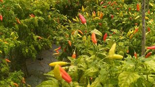harvest red cayenne pepper/panen cabe rawit merah