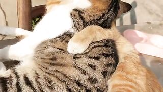 The world belongs to cats alone#fyp