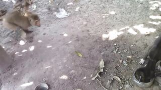 Dog Vs Monkey.