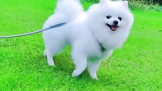 Beautiful white dog