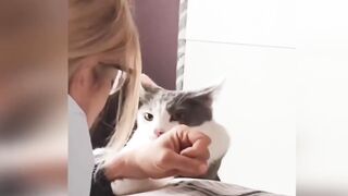 2 . Funny animals - Funny cats / dogs