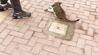 Coach ko cat neh bite kerdiya