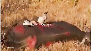 How can Vultures Eat Dead Without Food Poisoning? #shorts