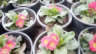 Primula primerose