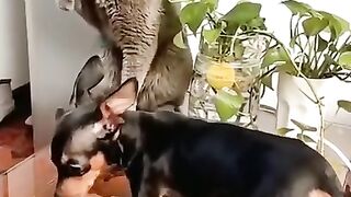 Cat vs dogs funny video,
