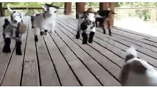 Funny Goat babys\\Best Funny Videos Of Dogs ? And Cats ? - Try Not To Laugh!