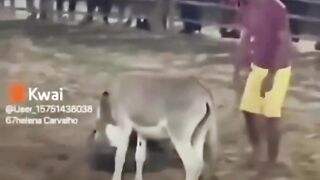 Shorts funny comedy