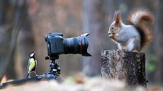Best Funny Videos Of Dogs ? And Cats ? - Try Not To Laugh!
