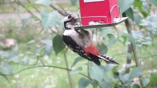 Beautiful Birds