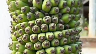 Thousand of Finger Banana????????????????????