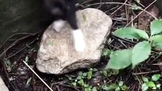 Cute llitle dog