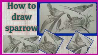How to draw sparrow bird