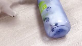 Best Funny Videos Of Dogs ? And Cats ? - Try Not To Laugh!\\Funny cute cats for playing