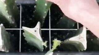 Dragon fruit planting & harvest