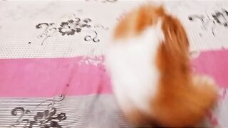 Playing Cat With Her New Freinds